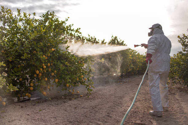 Flea Control Services in Islandia, NY