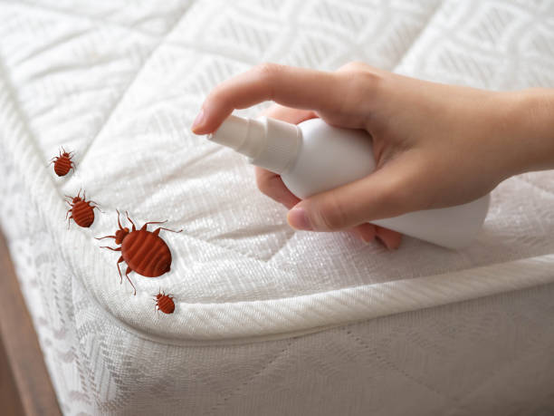 Best Pest Prevention Services  in Islandia, NY